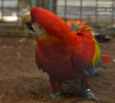 Scarlet Macaw - Ara macao - Ara rouge
