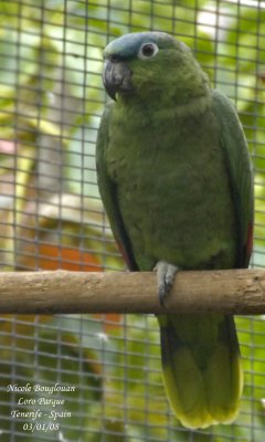Mealy Parrot - Amazona farinosa guatemalae - Amazone  couronne bleue