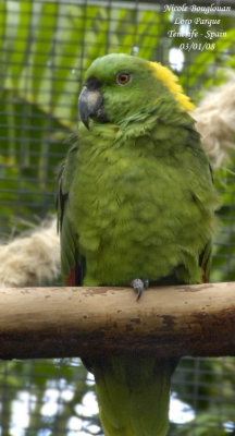 Yellow-naped Parrot - Amazona auropalliata - Amazone  nuque jaune