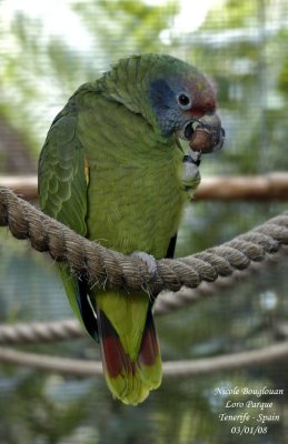 Red-tailed Parrot - Amazona brasiliensis - Amazone  joues bleues