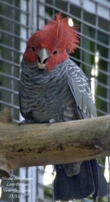 Gang-gang Cockatoo - Callocephalon fimbriatum - Cacatos  tte rouge male