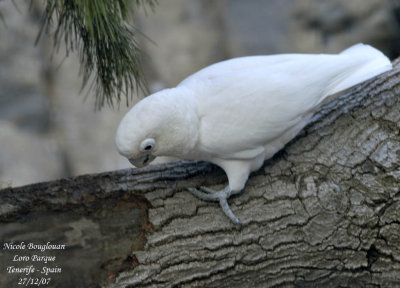 White Cockatoo - Cacatua alba - Cacatoes blanc