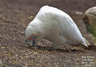 Long-billed Corella - Cacatua tenuirostris - Cacatoes nasique