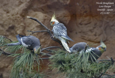 Cockatiel - Nymphicus hollandicus - Calopsitte lgante