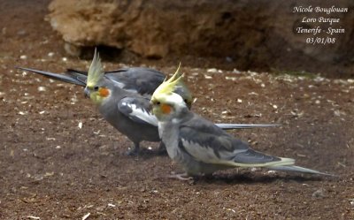 Cockatiel - Nymphicus hollandicus - Calopsitte lgante