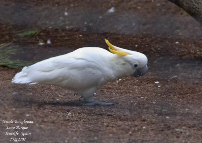 Yellow-crested Cockatoo - Cacatua sulphurea subspecies abbotti - Cacatos soufr