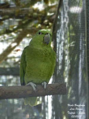 Short-tailed Parrot - Graydidascalus brachyurus - Caque  queue courte