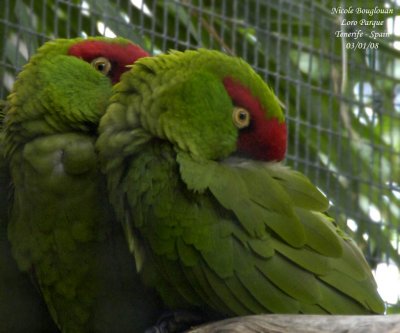 Thick-billed Parrot - Rhynchopsitta pachyrhyncha - Conure  gros bec