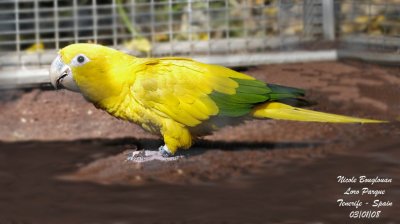 Golden Parakeet - Aratinga guarouba - Conure dore