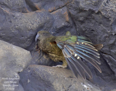 Kea - Nestor notabilis - Nestor Ka