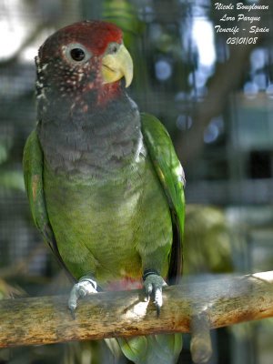 Plum-crowned Parrot - Pionus tumultuosus - Pione paillete
