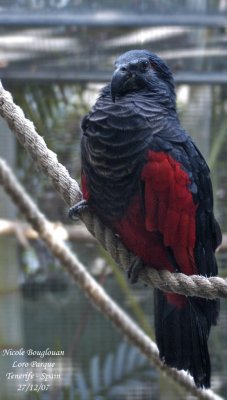 Pesquet's Parrot - Psittrichas fulgidus - Psittrichas de Pesquet