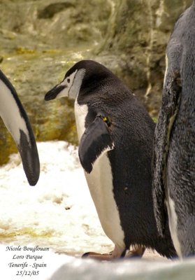 Chinstrap Penguin - Pygoscelis antarctica - Manchot à jugulaire