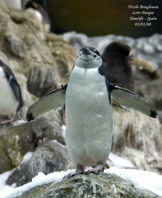 Chinstrap Penguin - Pygoscelis antarctica - Manchot  jugulaire