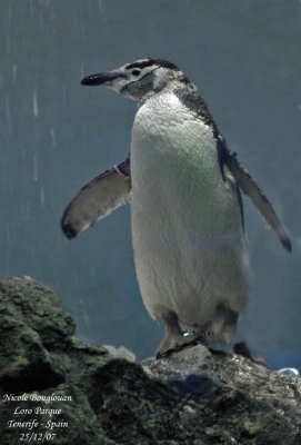 Chinstrap Penguin - Pygoscelis antarctica - Manchot  jugulaire