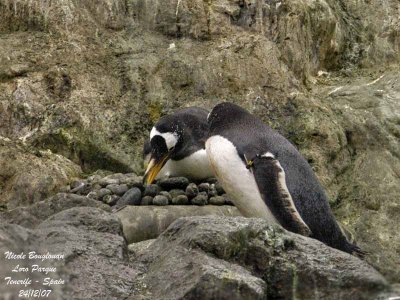 Gentoo Penguin - Pygoscelis papua - Manchot Papou
