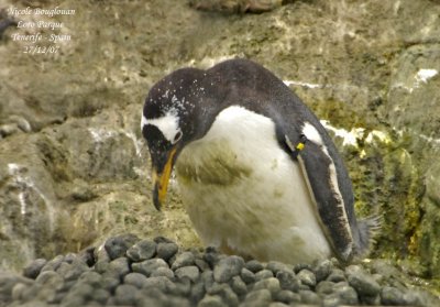Gentoo Penguin - Pygoscelis papua - Manchot Papou
