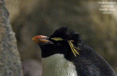 Rockhopper Penguin - Eudyptes chrysocome - Gorfou sauteur