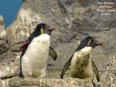 Rockhopper Penguin - Eudyptes chrysocome - Gorfou sauteur