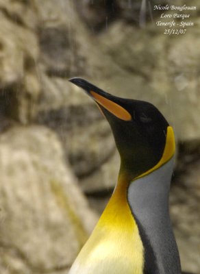 King Penguin -  Aptenodytes patagonicus - Manchot royal