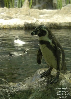 Humboldt Penguin -  Spheniscus humboldti - Manchots de Humboldt