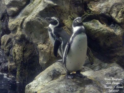 Humboldt Penguin -  Spheniscus humboldti - Manchots de Humboldt