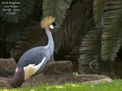 Grey Crowned Crane -  Balearica regulorum - Grue royale