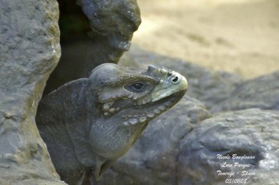 Rhinoceros Iguana - Cyclura cornuta cornuta