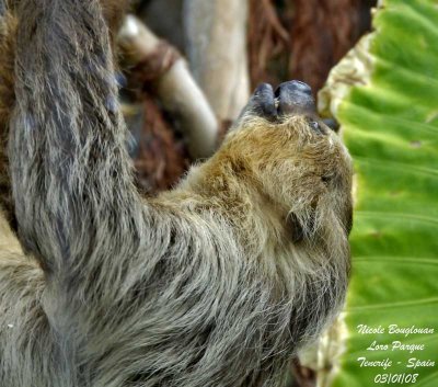 Two-toed Sloth - Choloepus didactylus - Paresseux  deux doigts
