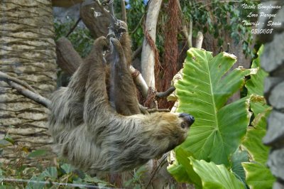 Two-toed Sloth - Choloepus didactylus - Paresseux à deux doigts
