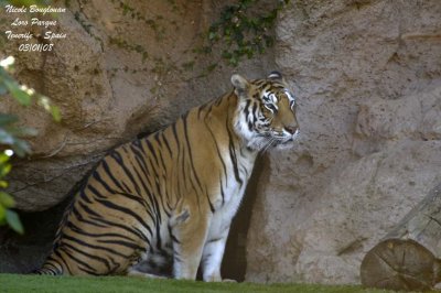 Tiger - Panthera tigris -Tigre