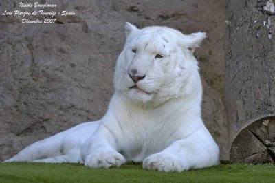 Tiger - Panthera tigris -Tigre blanc