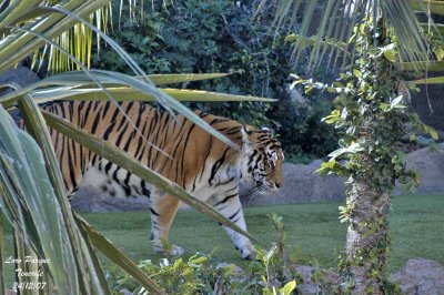 Tiger - Panthera tigris -Tigre