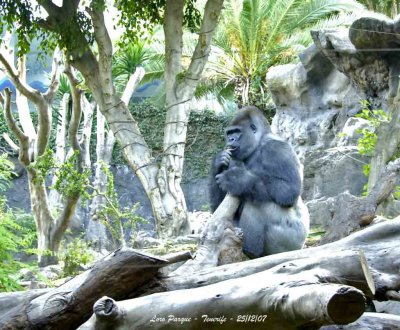 Western Gorilla - Gorilla gorilla - Gorille