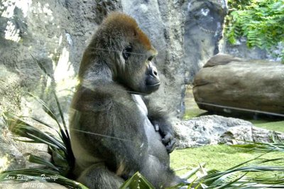 Western Gorilla - Gorilla gorilla - Gorille
