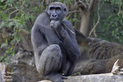 Western Gorilla female- Gorilla gorilla - Gorille femelle