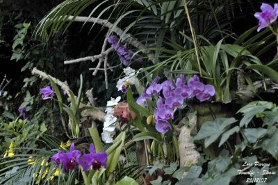 Orchid Garden in Loro Parque