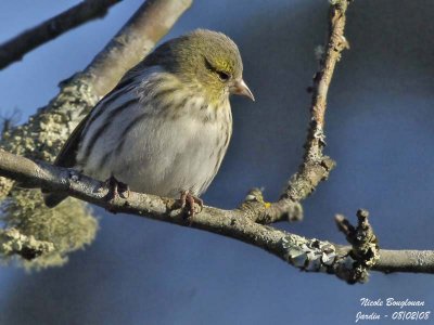 EURASIAN-SISKIN-female