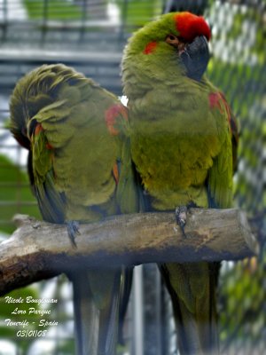 Red-fronted Macaw - Ara rubrogenys - Ara de Lafresnaye