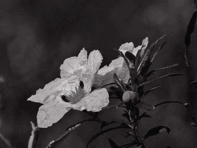 GUM ROCKROSES