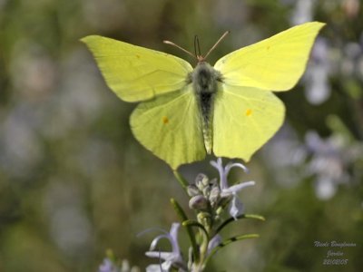 BRIMSTONE GONEPTERIX RHAMNI  LE CITRON