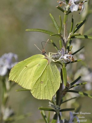BRIMSTONE GONEPTERIX RHAMNI  LE CITRON