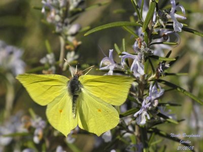 BRIMSTONE GONEPTERIX RHAMNI  LE CITRON