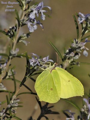 BRIMSTONE GONEPTERIX RHAMNI  LE CITRON
