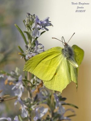 BRIMSTONE GONEPTERIX RHAMNI  LE CITRON