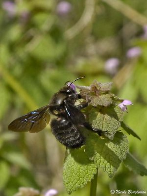 CARPENTER BEE