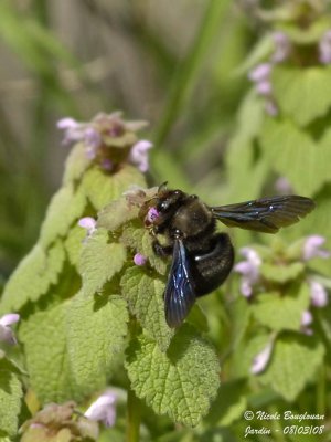 CARPENTER BEE