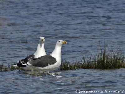 GREAT-BLACK-BACKED-GULL pair