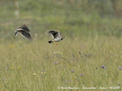 Calandra Lark displays