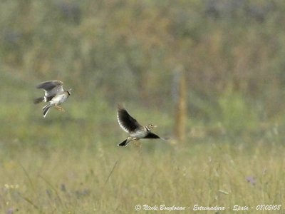 Calandra Lark displays